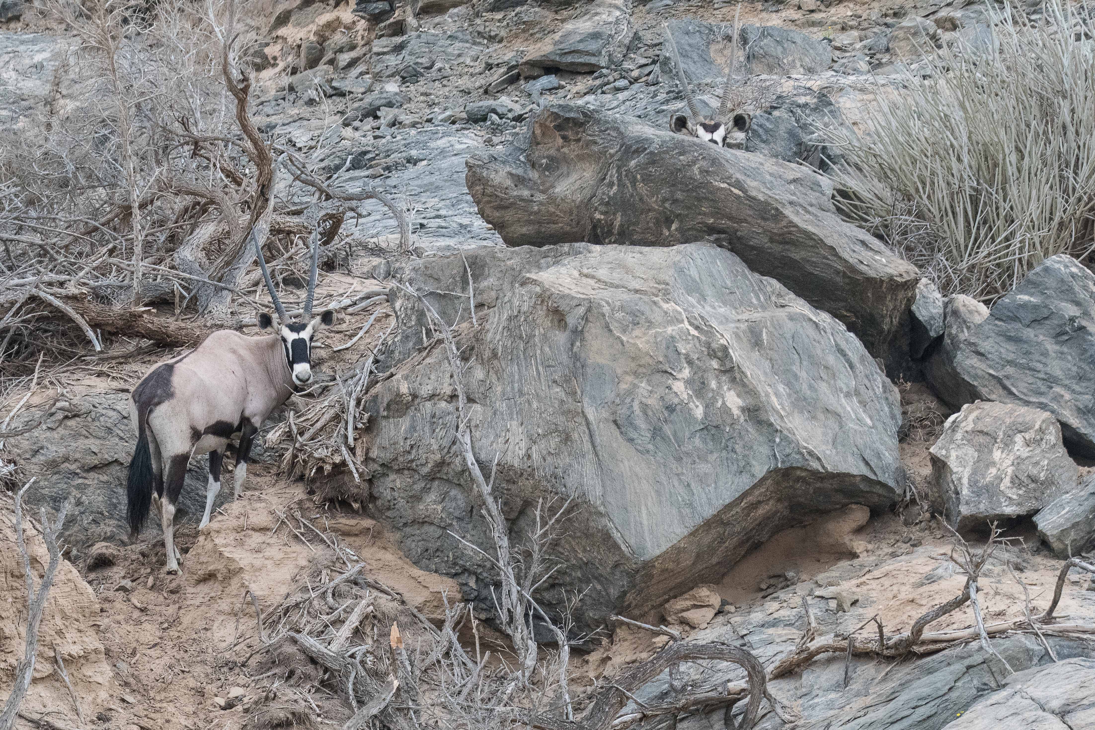 Gemsboks ou Oryx gazelles (Gemsbok ou Southern Oryx, Oryx gazella), Vallée de l'Hoarusib, Côte des squelettes, Namibie.